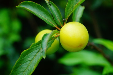 Plums hanging on the branches