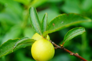 Plums hanging on the branches