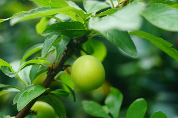 Plums hanging on the branches