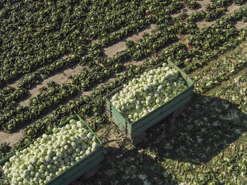 High angle view of trailers of cabbages in field, St. Poelten, Austria