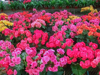 Colorful flowers for garden decoration