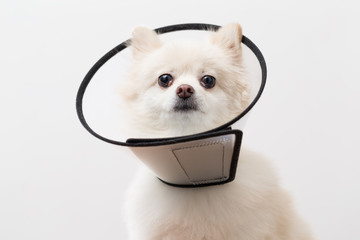 White Pomeranian wearing protective collar