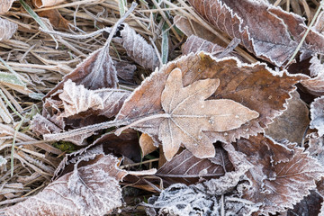 Autumn leaves