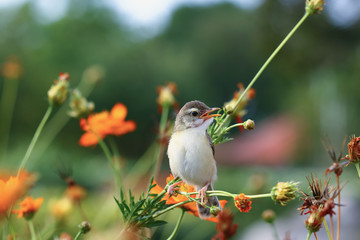 Warbler small on yellow flower branch in garden outdoor