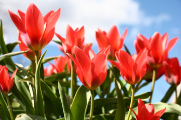 Scarlet tulips./Well shined bright scarlet tulips and green leaves. A background the blue sky with white clouds.
