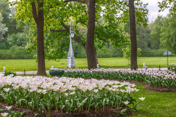 Flowerbeds with white tulips in the park in the morning