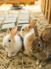 Naklejka premium rabbits