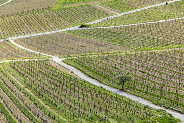 aerial of vineyard in spring with growing vine prages