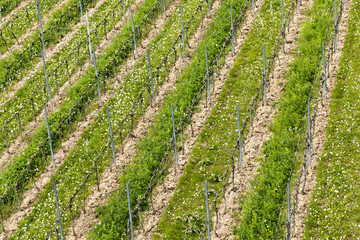 aerial of vineyard in spring with growing vine prages