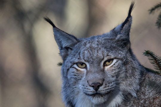 Luchs (Lynx lynx)