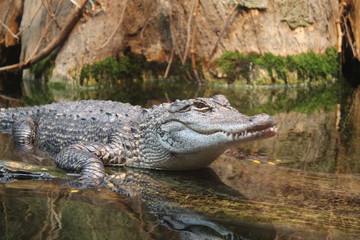 Alligator