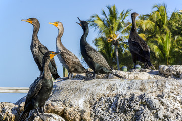 Cormorants and pelicans on dock