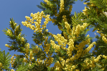Acacia dealbata