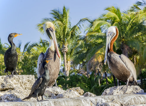Cormorants and pelicans on dock - Powered by Adobe