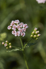 achillea millefolium inflorescence