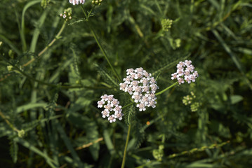 achillea millefolium inflorescence