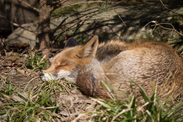 Rotfuchs am ruhen