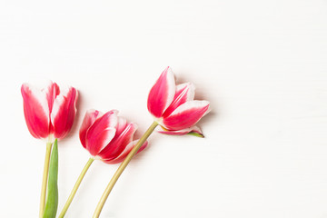 tulips on the light background