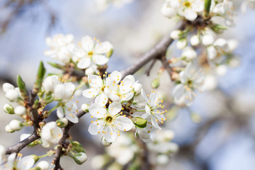 Flowering branch of apricot