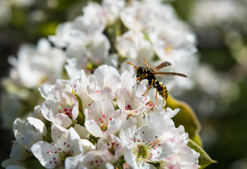 branch of a blossoming spring tree