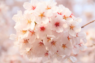Cherry blossom