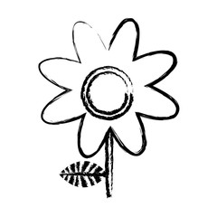 monochrome blurred silhouette of daisy flower vector illustration