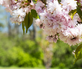 branch of a blossoming spring tree