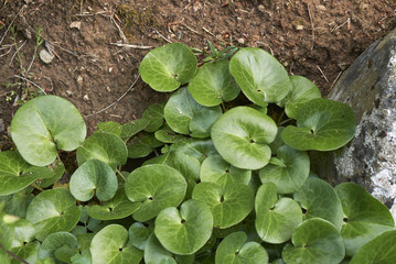 Asarum europaeum