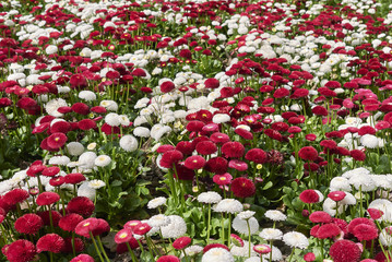 Bellis perennis