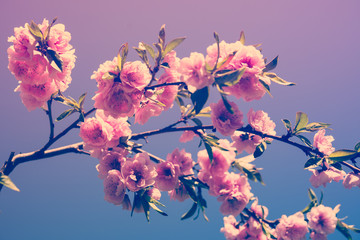 branch of a blossoming spring tree