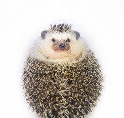 Pygmy hedgehog