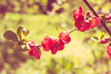 branch of a blossoming spring tree