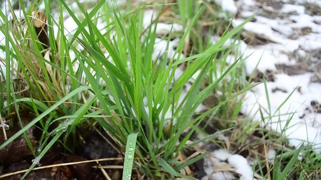 green lawn covered with snow, green grass with water drops, close up