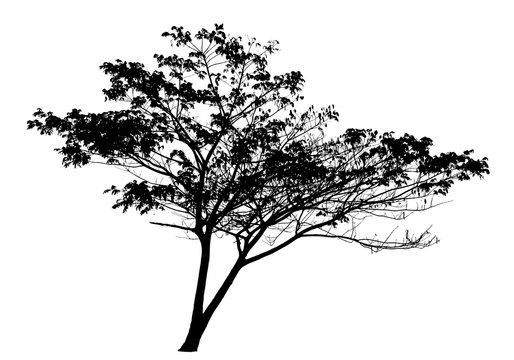 Tree silhouette on white background : vector