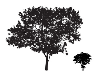 Two trees branch silhouette : Vector