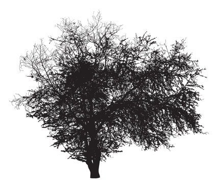 Tree silhouette : Ziziphus mauritiana