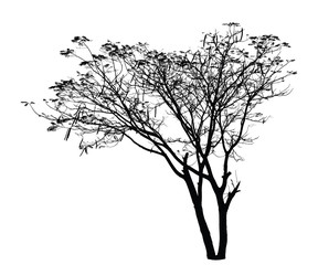 Obraz premium Flame Tree silhouette : Detailed vector