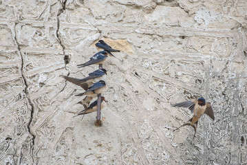 Swallows perched on a wall in springtime, on an old sundial