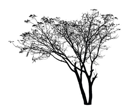 Flame Tree silhouette : Detailed vector