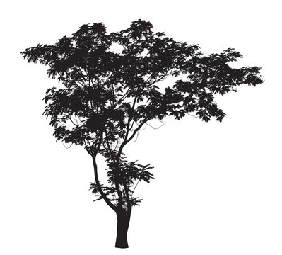 Lead Tree silhouette : Detailed vector