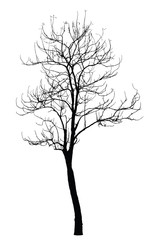 Dead Tree without Leaves : Vector