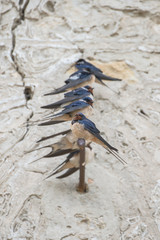 Swallows perched on a wall in springtime, on an old sundial