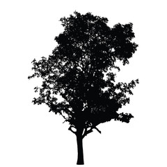 Big tree silhouette : Detailed vector