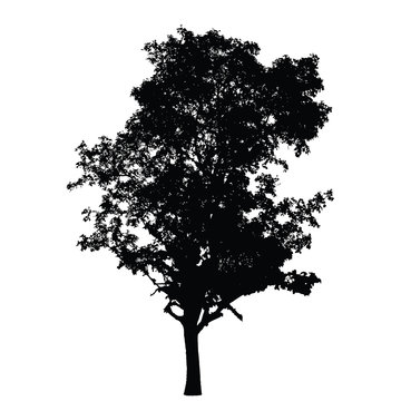 Big tree silhouette : Detailed vector