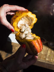 Cutbert Peters Park,  Douglaston Estate – Ehemalige Plantage Frucht mit Kakaobohnen, Staint...