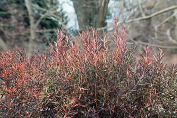 Sunlit heathy plants against forest. Northern nordic nature symbol.
