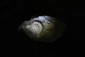 Poster ammonite fossil © Boris