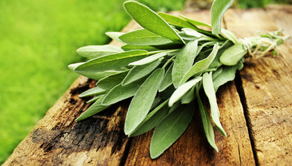 Fresh aromatic sage on old wooden background