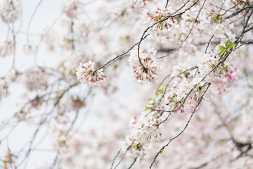 sakura cherry blossom tree japan branch colorful