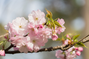 sakura cherry blossom tree japan branch colorful